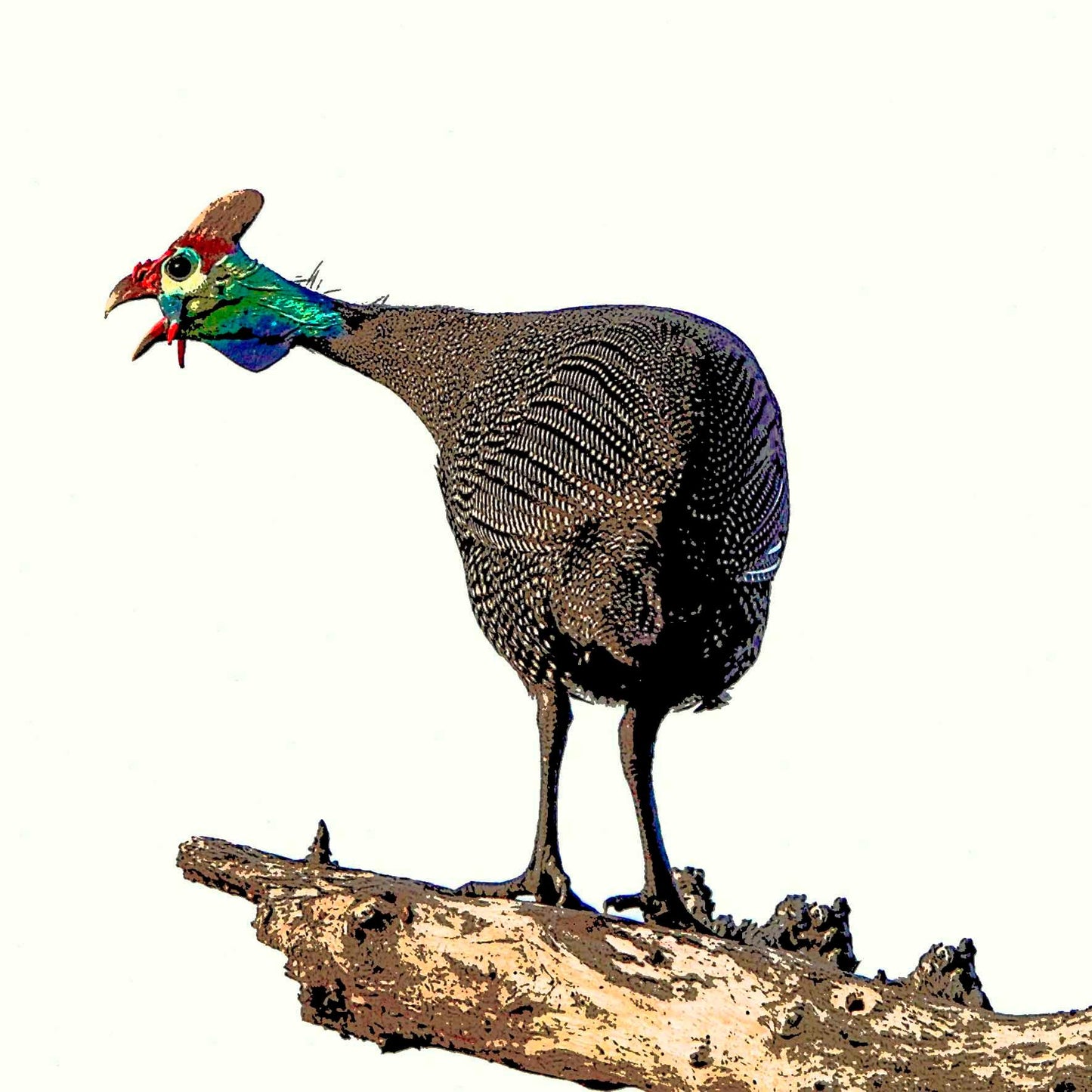 Guinea Fowl Shouting