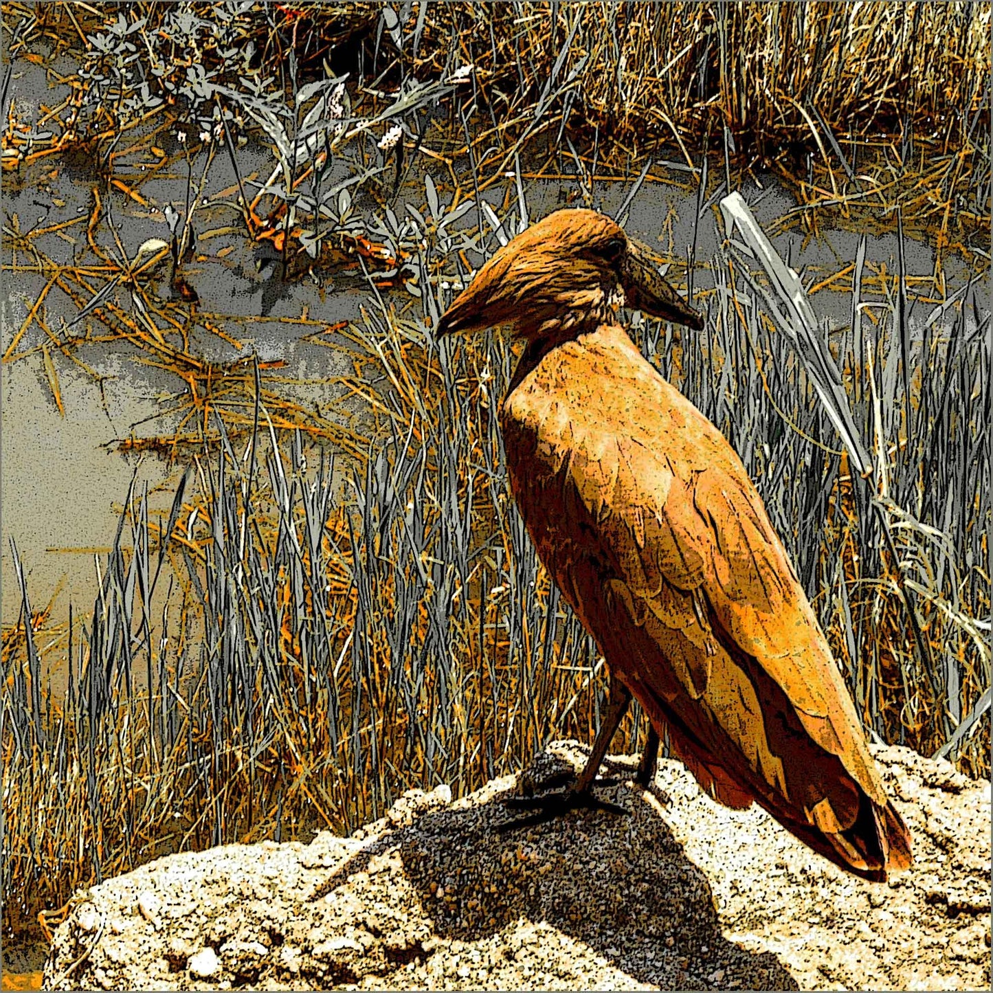 Hammerkop Bird