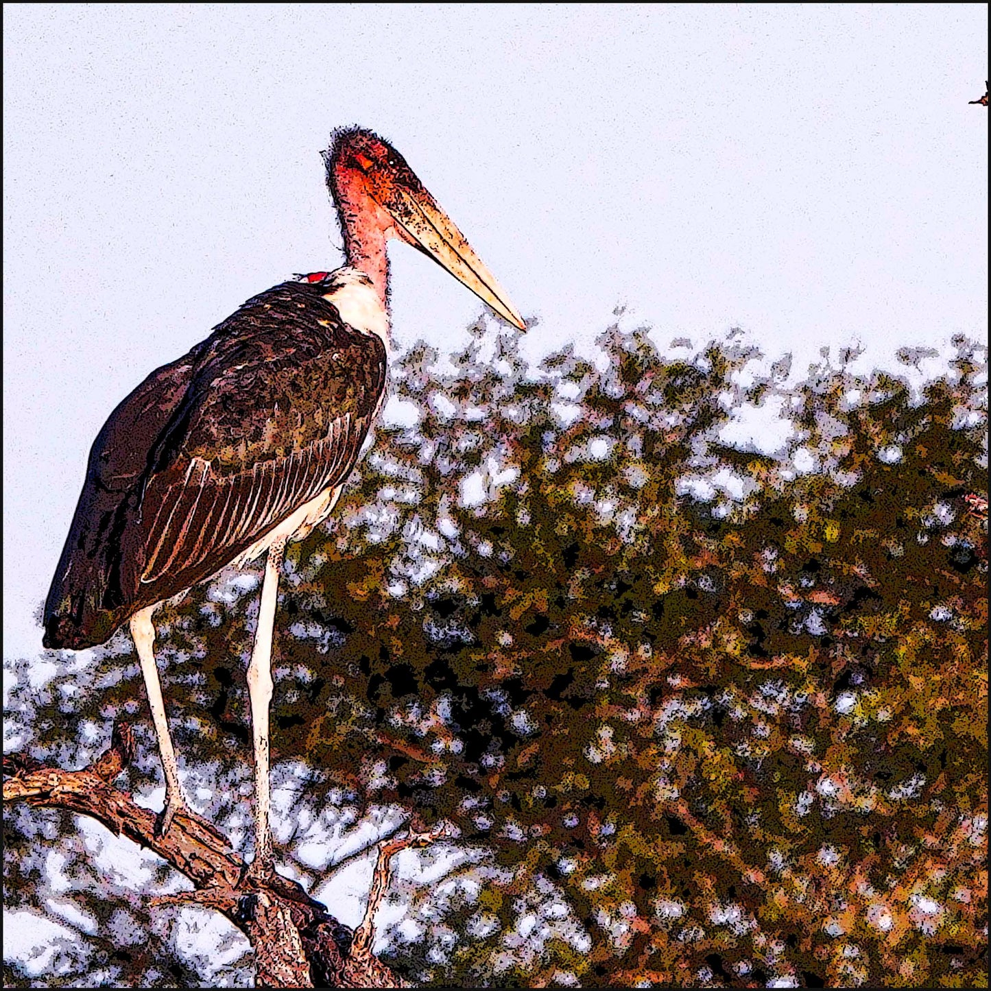 Mamibou Stork