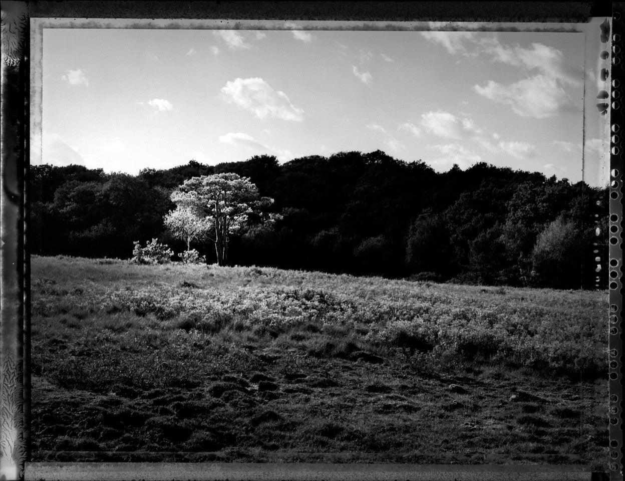 Norleywood Contre Jour