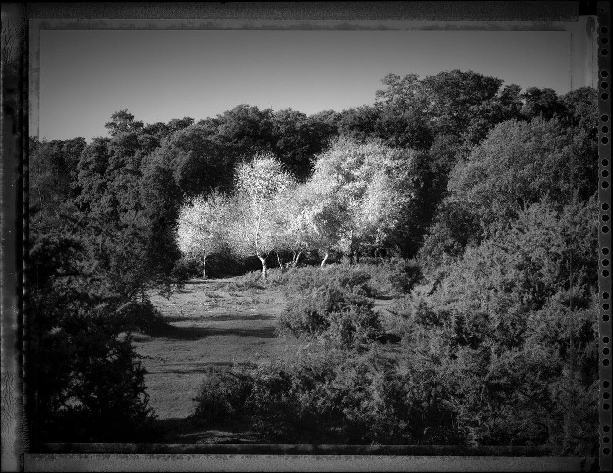 Summer Birch, East End