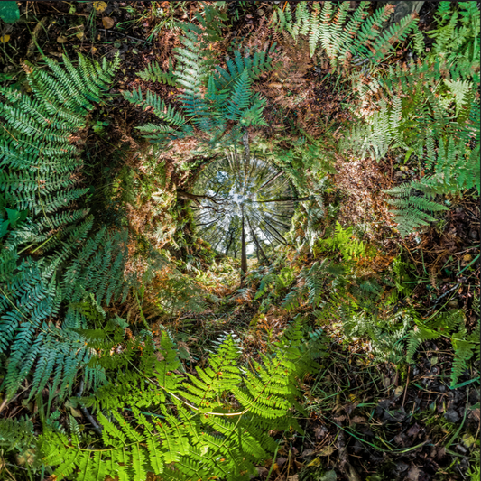 Denny Wood 5