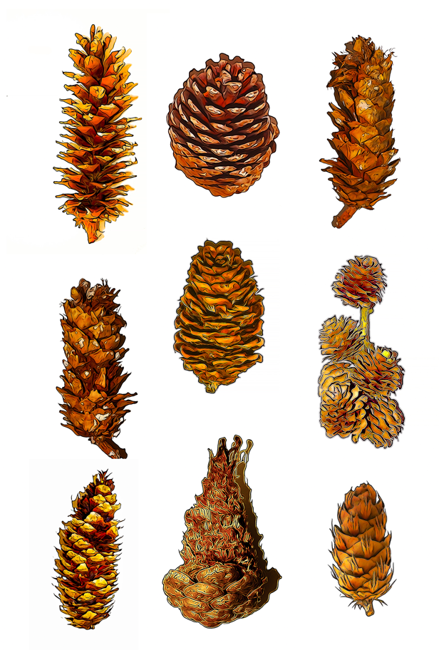 Fir Cones