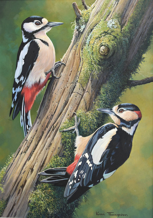 Greater Spotted Wood Peckers