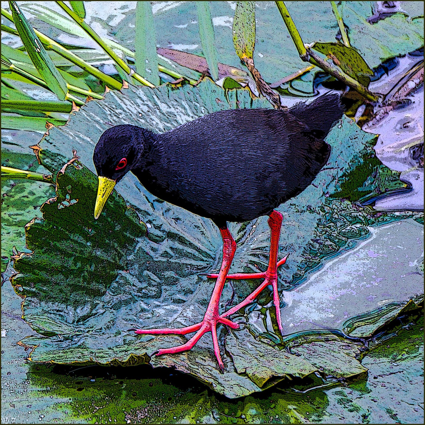 Black Tail Crane,