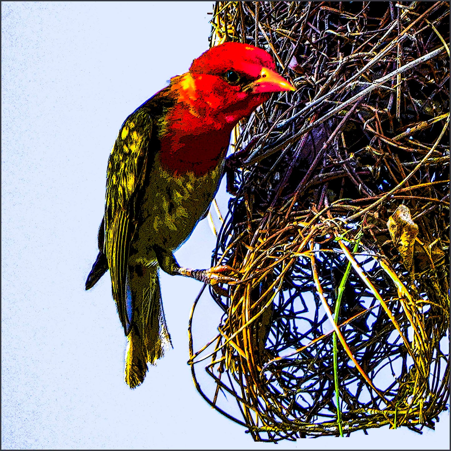 Red Headed Weaver